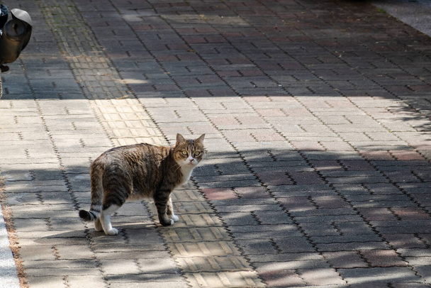 harhaileva tabby kissa katso sinua kadulla kaupungissa - Valokuva, kuva