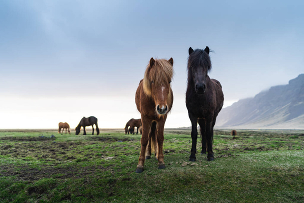 İzlanda atları İzlanda için eşsiz yaratıklardır. Bu atlar daha çok midilli gibiler ama oldukça büyükler ve kuzeyde olağan olan sert hava koşullarında hayatta kalabilirler. - Fotoğraf, Görsel