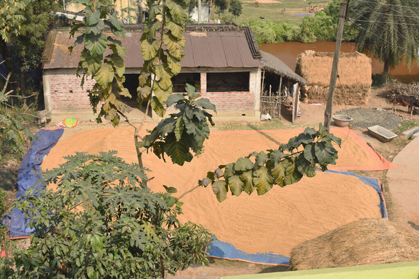 Paddy grani sono sparsi nel terreno in un villaggio prima di memorizzare
 - Foto, immagini