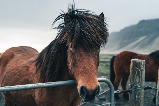 Исландские лошади очень уникальные существа для Исландии. Эти лошади, скорее всего, пони, но гораздо больше, и они способны выживать в тяжелых погодных условиях, которые являются обычными для севера - Фото, изображение
