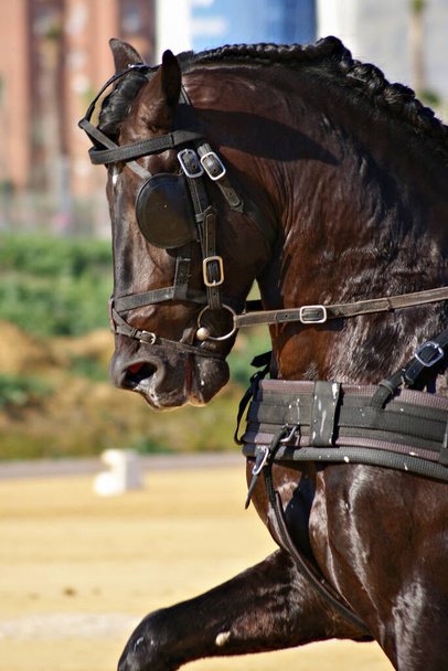 Portrait d'un cheval espagnol dans une compétition de calèche en Espagne
 - Photo, image