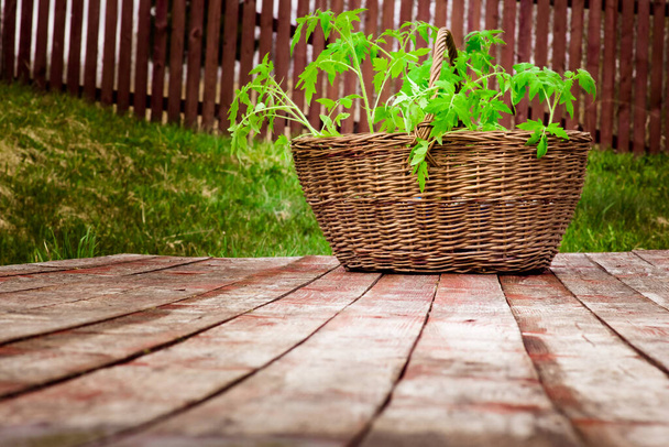 Panier en osier avec semis de tomate gros plan sur plancher en bois
 - Photo, image