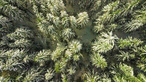 tűlevelű fenyőerdő hegy Kárpátok hegyek légi fotózás hó. - Fotó, kép