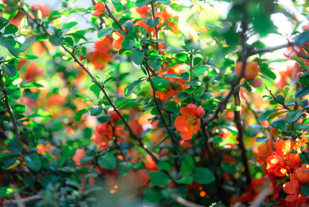 Fleurs de coing orange vif combinées avec des feuilles vertes fraîches juteuses
. - Photo, image