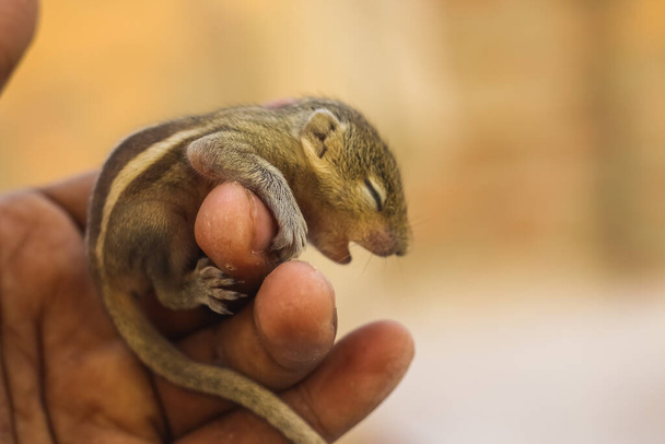 Petit écureuil tenant sa main dans un doigt humain. Doigt concentré. Petit écureuil indien ordinaire dormant sur le livre. Fond flou
. - Photo, image
