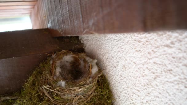 Ninho de Redstart Preto abaixo do telhado da casa (Phoenicurus ochruros
) - Filmagem, Vídeo