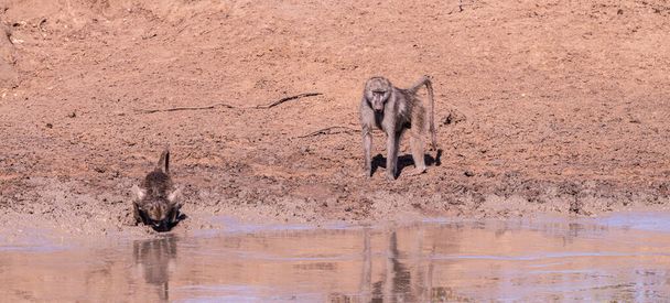 Baboons at a waterhole in Kruger National Park (close-up shot), South Africa - Foto, Imagem