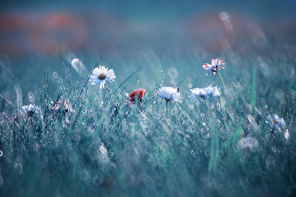 Yabani çiçek. Yeşil çayır pınarındaki küçük çiçekler. - Fotoğraf, Görsel