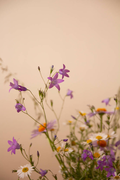 bouquet of meadow wild flowers - Photo, Image