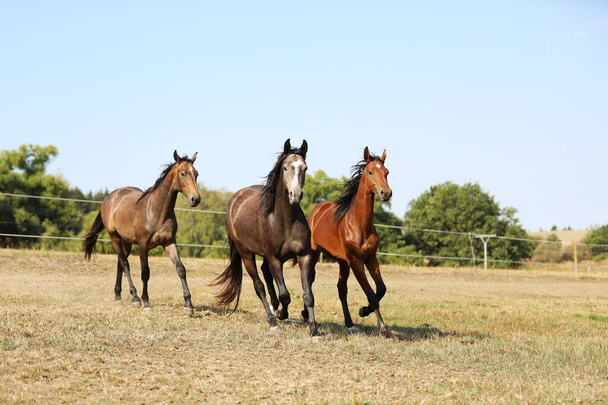 Three young stallions on pasture in sunny summer day. Galloping through meadow. - 写真・画像