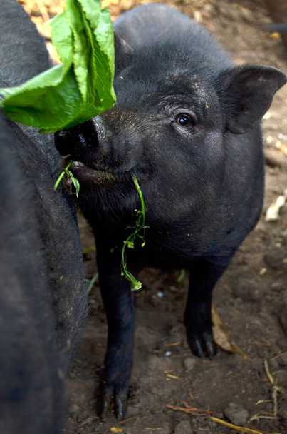 Piccolo porcellino nero vietnamita in fattoria
 - Foto, immagini