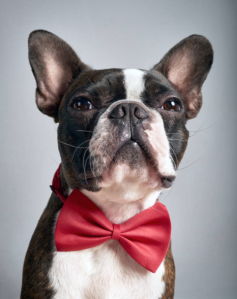 Portret boston terrier czysta rasa miękki szary tło z czerwoną muszką zbliżenie - Zdjęcie, obraz