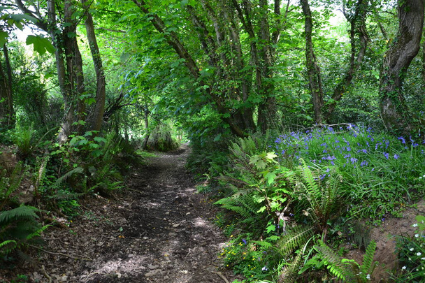 Bellissimo sentiero nel bosco magico Devon campagna Inghilterra
 - Foto, immagini