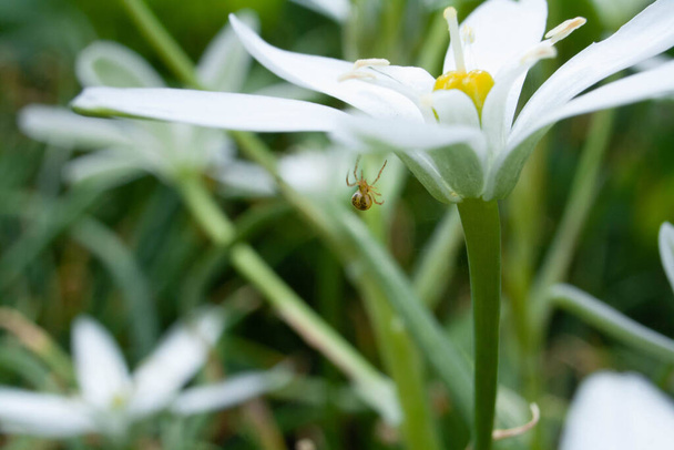 Pequeña araña teje una tela en una hermosa flor blanca
 - Foto, Imagen