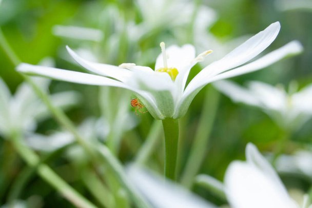 Pequeña araña teje una tela en una hermosa flor blanca en el jardín
 - Foto, Imagen