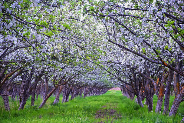 Fehér virágok az öreg almafákon a gyümölcsösben kora tavasszal. Almafák sora zöld fűvel és Provo Utah-ban, USA. - Fotó, kép