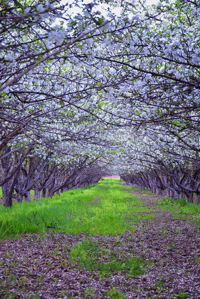 Fiori bianchi sui vecchi alberi da frutto di mele nel frutteto all'inizio della primavera. Fila di meli con erba verde e a Provo Utah, USA
. - Foto, immagini