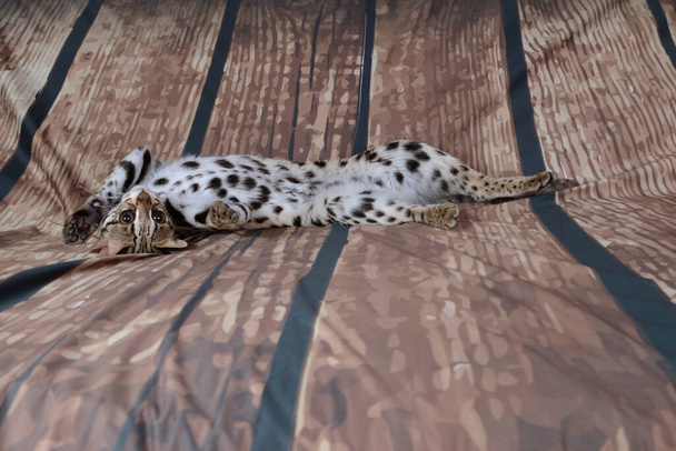 asiático leopardo gato muito amigável e brincalhão na frança no fundo
 - Foto, Imagem