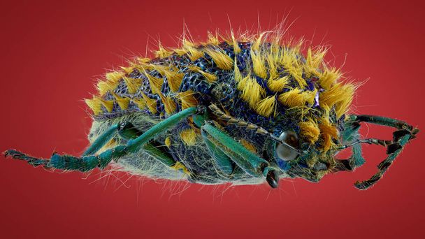 Julodis buprestidae böceği makro fotoğrafı - Fotoğraf, Görsel