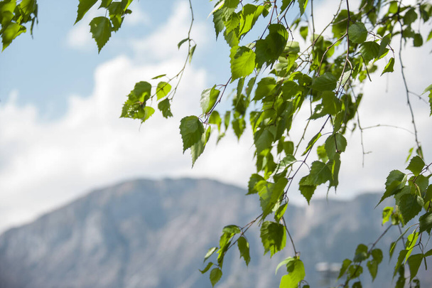 Grüne frische Birkenblätter im Wind, natürlicher Hintergrund ohne Fokus, freier Raum für Ihre Gestaltung - Foto, Bild