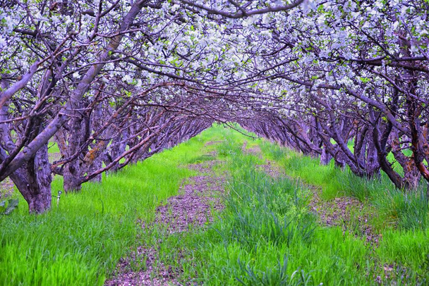 Flores blancas en viejos manzanos frutales en el huerto a principios de primavera. Fila de manzanos con hierba verde y en Provo Utah, EE.UU.
. - Foto, imagen