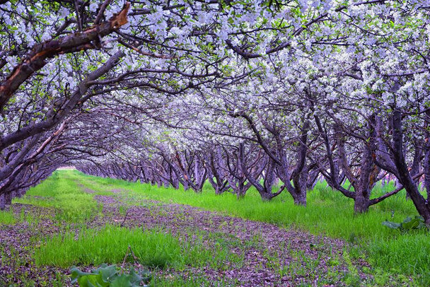 Λευκά άνθη στις παλιές μηλιές στον οπωρώνα στις αρχές της άνοιξης. Σειρά από μηλιές με πράσινο γρασίδι και στο Provo Utah, ΗΠΑ. - Φωτογραφία, εικόνα