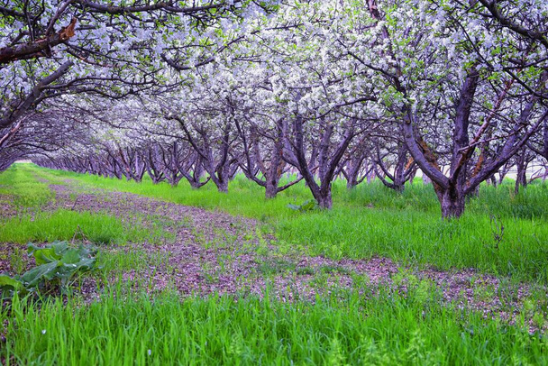 早春に果樹園の古いリンゴの木に白い花を咲かせます。緑の芝生とプロボユタ州、米国のリンゴの木の行. - 写真・画像