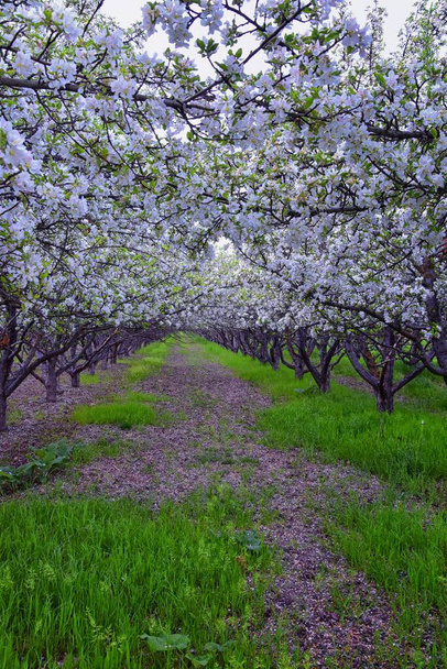 Белые цветы на старых яблоневых фруктовых деревьях в саду ранней весной. Ряд яблонь с зеленой травой и в Прово Юта, США
. - Фото, изображение