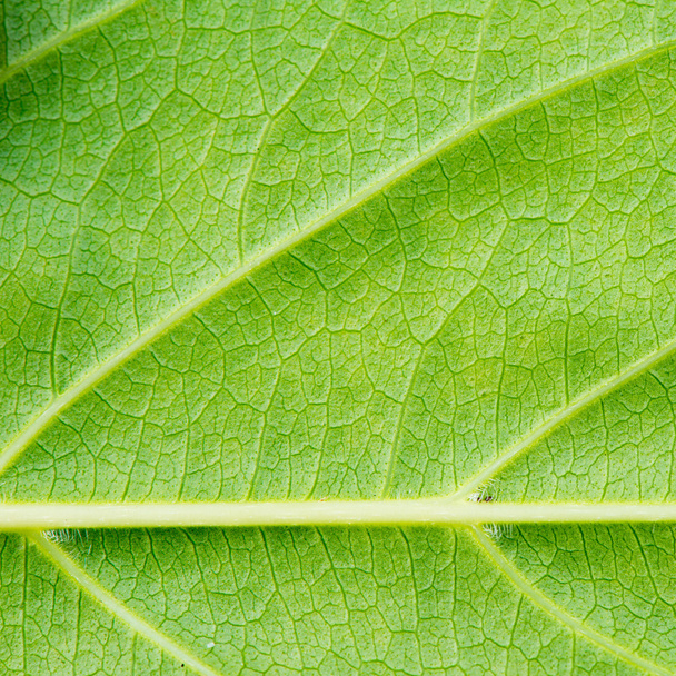 Green leaf texture close up background - Фото, зображення