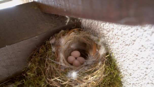 Černé hnízdo Redstart s vejci pod střechou domu (Phoenicurus ochruros) - Záběry, video