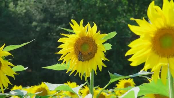 Çiçekten çiçeğe giden birkaç arı ve bir kral kelebeği yazın güneşli bir gününde büyük parlak sarı ayçiçeklerinde polen topluyor. - Video, Çekim