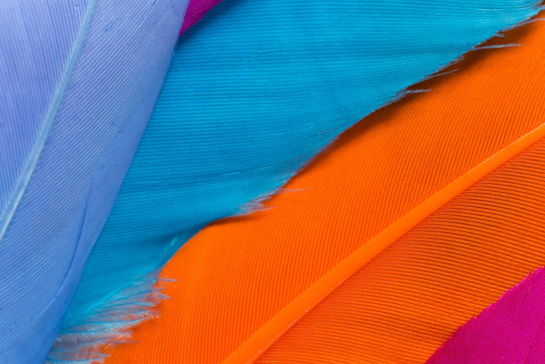 Colorful feathers texture close up - Photo, Image