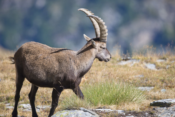 Isolated ibex deer long horn sheep Steinbock - Fotoğraf, Görsel
