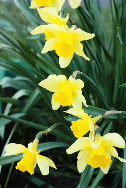Krásné žluté narcisy v letní zahradě - Fotografie, Obrázek