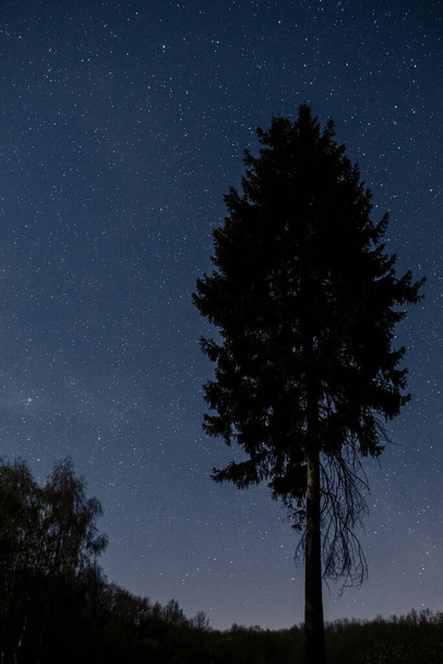 Grande pino sullo sfondo del cielo stellato. Cielo notturno
 - Foto, immagini