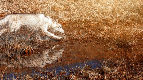 Bílý mladý vlk dohoní svou kořist tím, že poteče bažinatým tělem vody. Boční pohled na bílého sibiřského psa plemene Husky 2021 - Fotografie, Obrázek