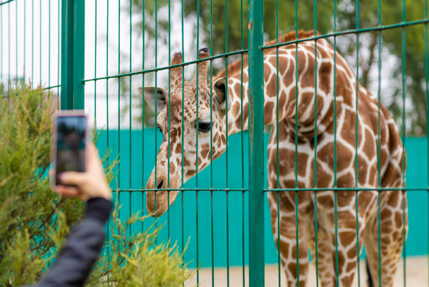 Giraffe at the zoo, behind the cage. Close up photography - Foto, Imagen