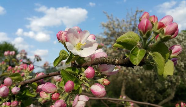 Hermosa rama con delicadas flores de manzano primaveral, primer plano contra el cielo azul
 - Foto, Imagen