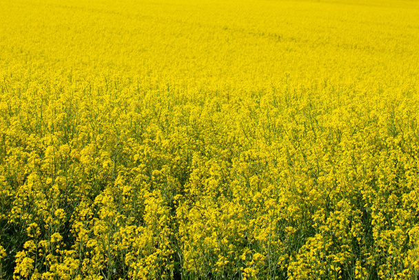Поле рапса желтого масличных, Brassica napus, для цветочного фона
 - Фото, изображение