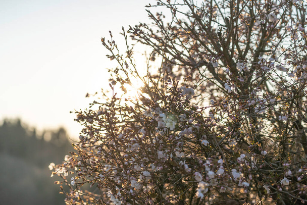 Krzew kwitnący w świetle dziennym o zachodzie słońca - Zdjęcie, obraz