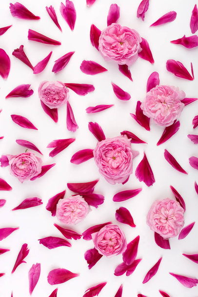 Widok z góry płatki różowych kwiatów piwonii i róż angielskich róż leżących na białym tle. Pojęcie miłości. Kobiecy wzór wiosny. Układy płaskie. - Zdjęcie, obraz
