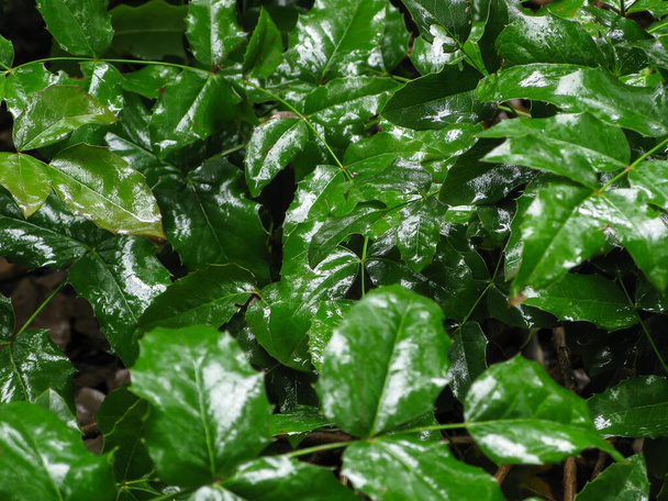 Las hojas brillantes verdes del arbusto después de la lluvia
 - Foto, Imagen