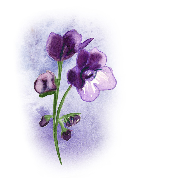 Violette africaine
 - Photo, image
