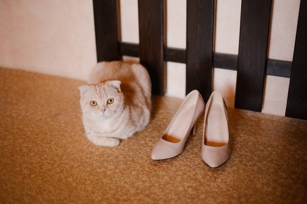 beige fluffy cat lies on the floor and next to it are beige wedding pumps - Photo, Image