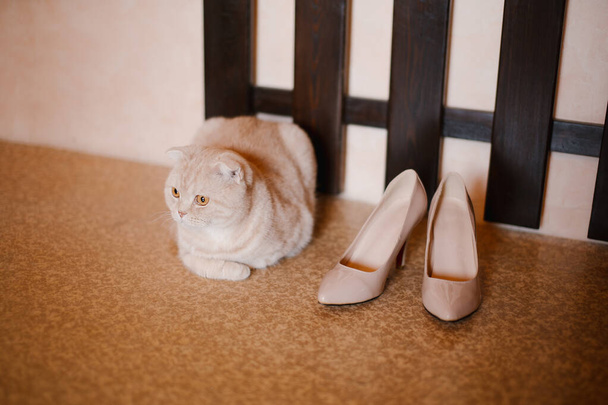 beige fluffy cat lies on the floor and next to it are beige wedding pumps - Photo, Image