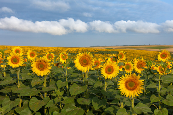 Land with sunflowers with white clouds - Photo, Image