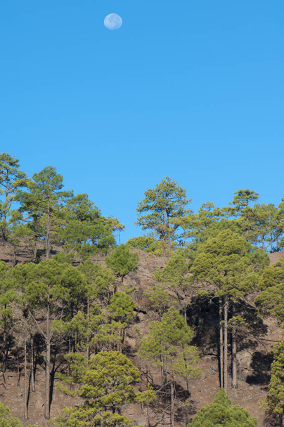 Úplněk nad lesem borovic na Kanárském ostrově. - Fotografie, Obrázek