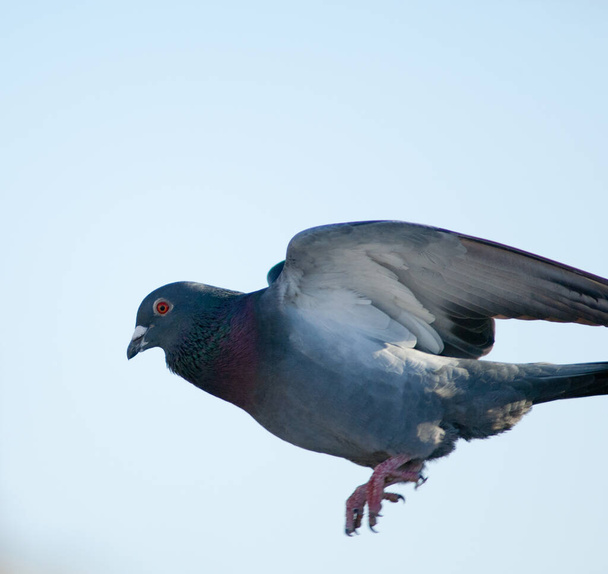 Domestic pigeon, Las Palmas de Gran Canaria. - Photo, Image