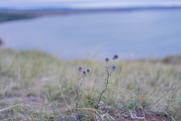 Flor de cardo azul en el lago de Bashkiria
 - Foto, Imagen