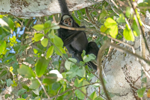 ブラジルのアマゾンのクリスタリーノロッジ近くの熱帯雨林の白い頬のクモの猿 - 写真・画像